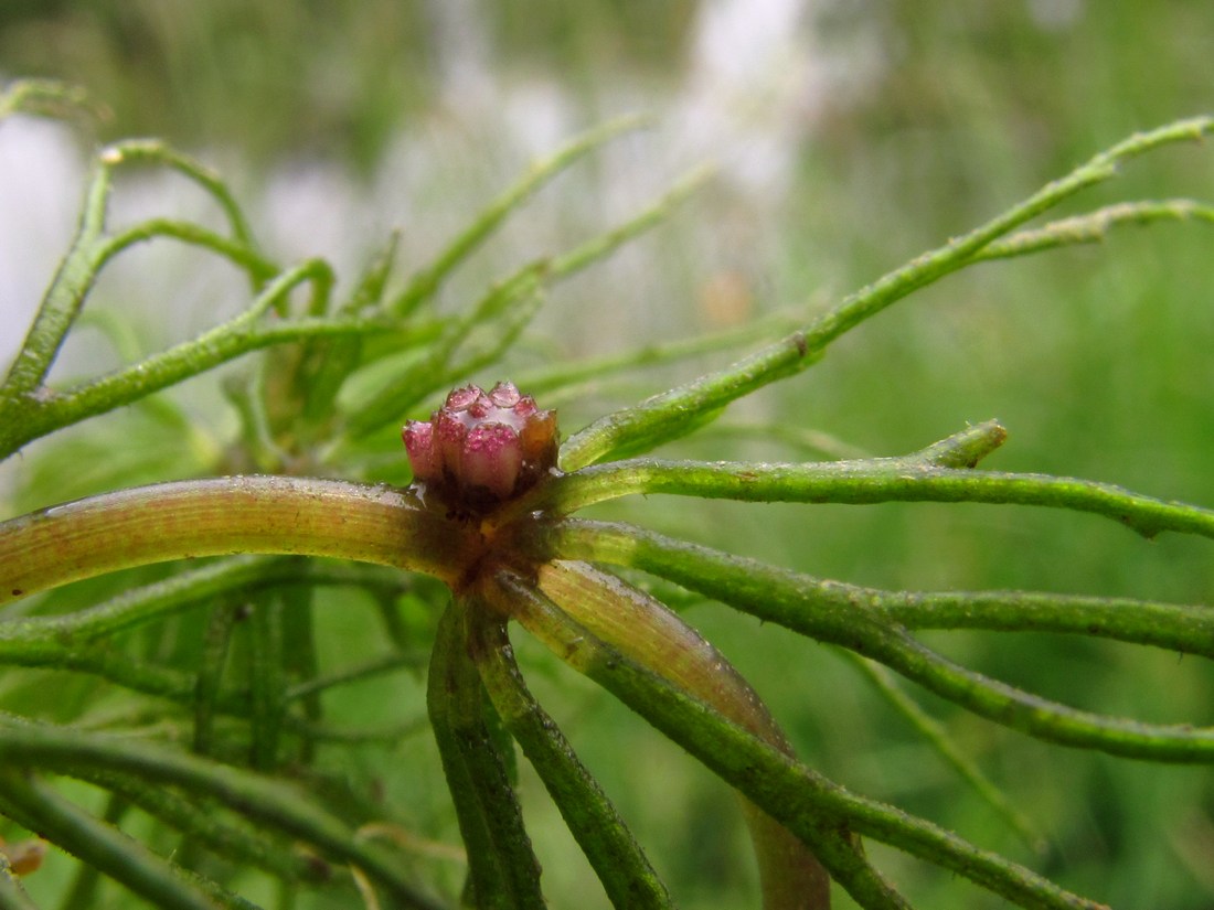 Изображение особи Ceratophyllum demersum.