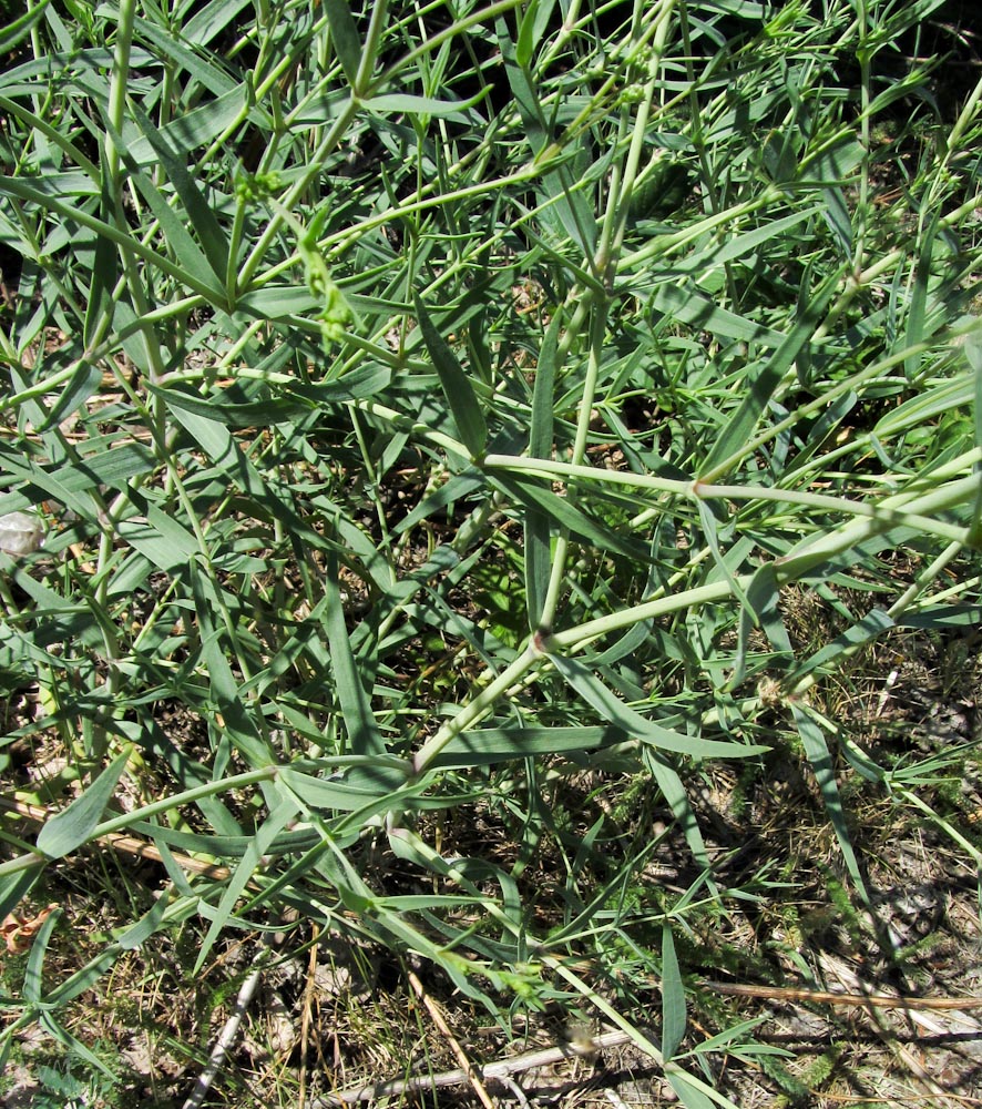 Image of Gypsophila paniculata specimen.