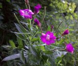 Epilobium hirsutum