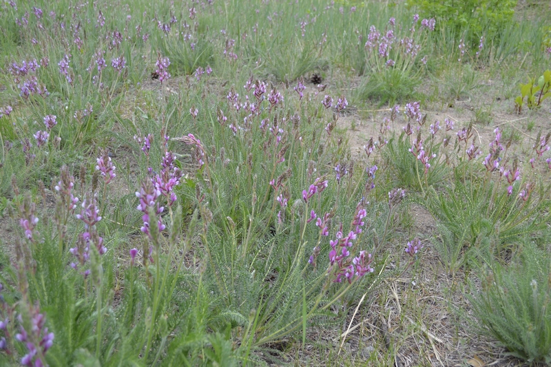 Изображение особи Oxytropis myriophylla.