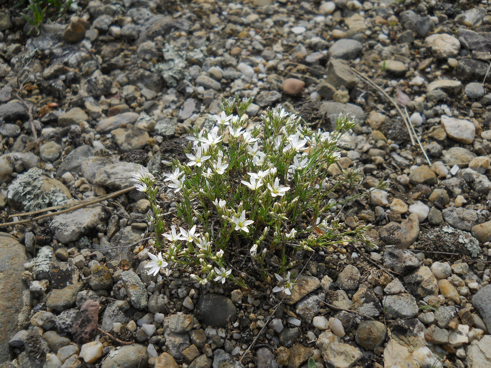 Image of Minuartia adenotricha specimen.