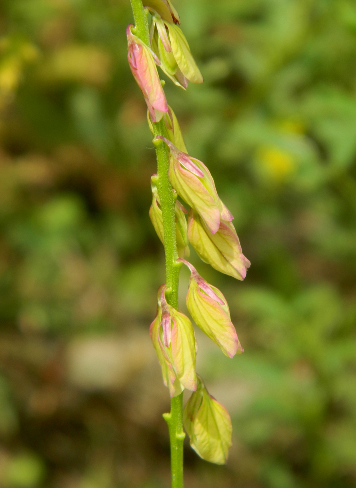 Изображение особи Polygala cretacea.