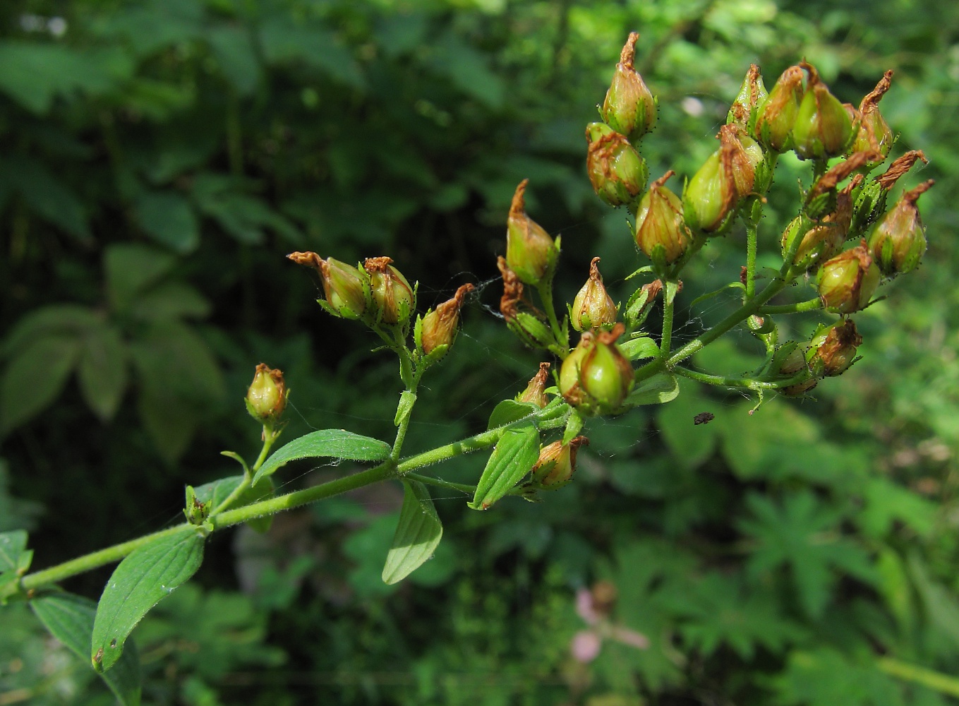 Изображение особи Hypericum hirsutum.