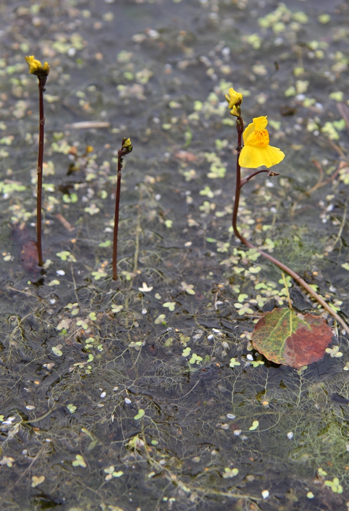 Изображение особи Utricularia australis.