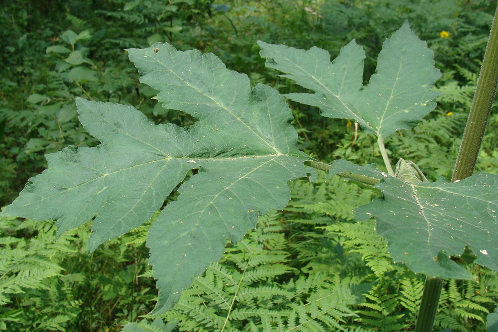 Image of Heracleum dissectum specimen.