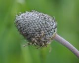 Anemone hortensis