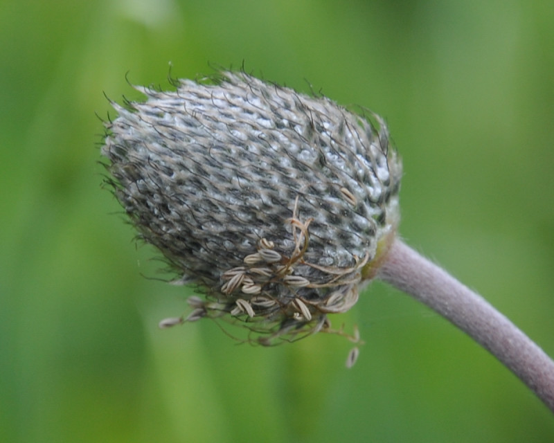 Изображение особи Anemone hortensis.