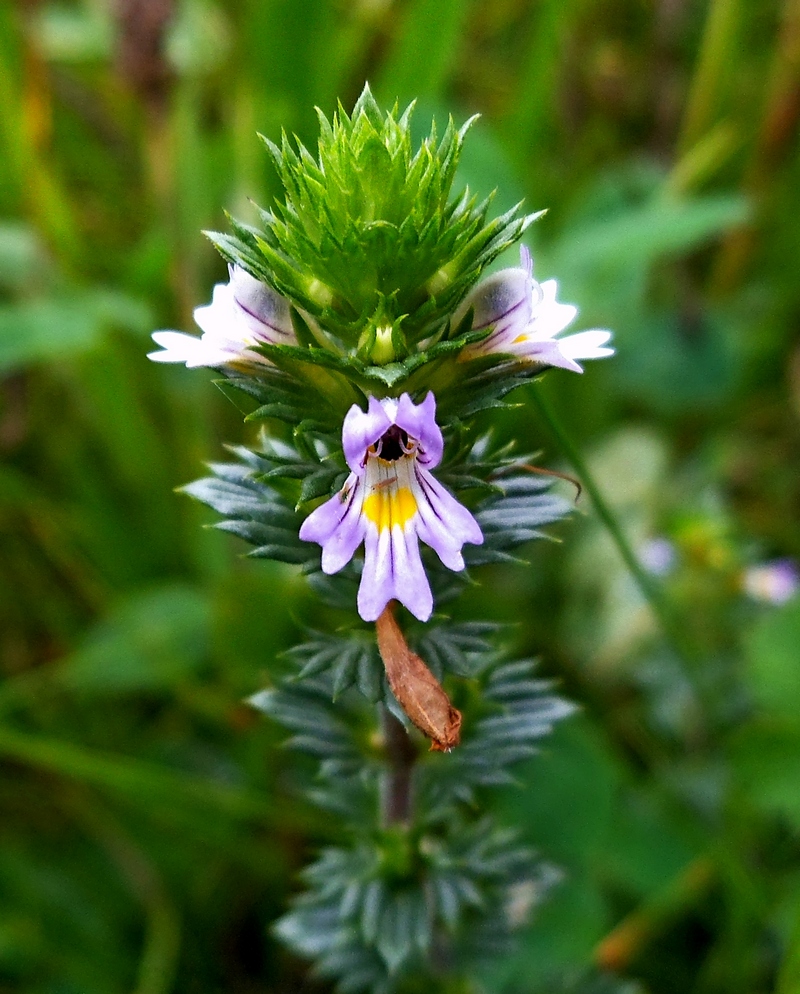 Изображение особи род Euphrasia.