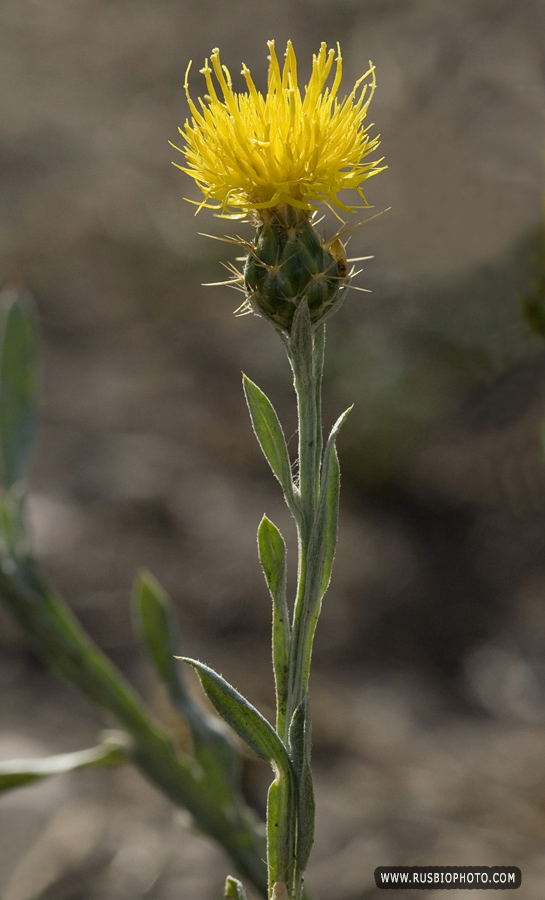 Изображение особи Centaurea solstitialis.