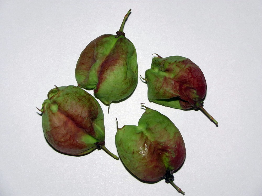 Image of Staphylea pinnata specimen.