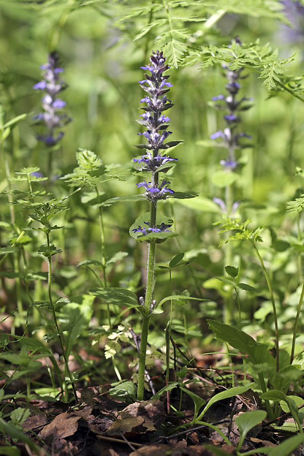 Image of Ajuga reptans specimen.