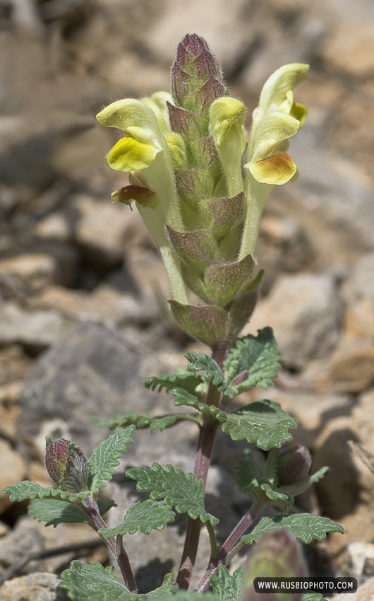 Изображение особи Scutellaria orientalis.