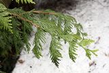 Thuja plicata. Ветвь. Карельский перешеек, Линдуловская роща. 25.04.2009.