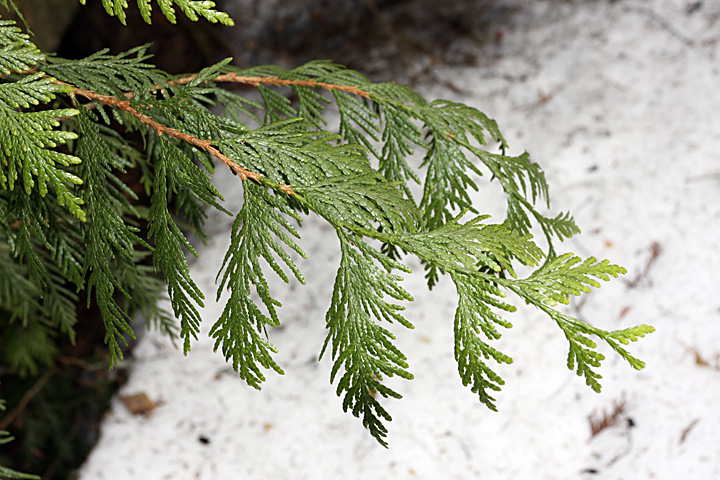 Изображение особи Thuja plicata.