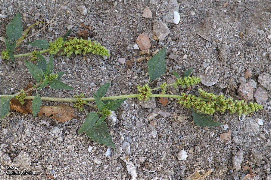 Image of Amaranthus deflexus specimen.