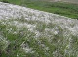 Stipa lessingiana. Растения со зреющими плодами на южном склоне балки в солонцеватой степи. Саратовская обл., Саратовский р-н. 19 мая 2012 г.