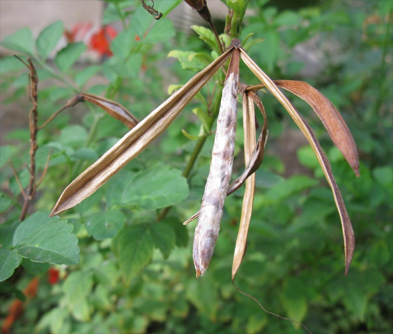 Image of Tecomaria capensis specimen.