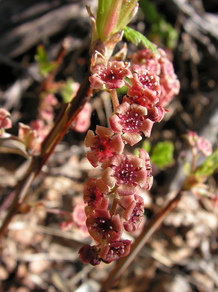 Image of Ribes triste specimen.