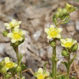 Saxifraga exarata