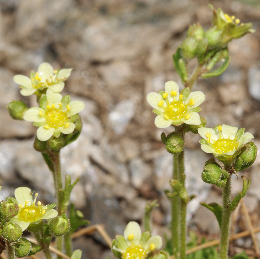 Image of Saxifraga exarata specimen.