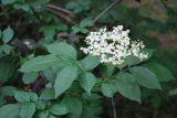 Sambucus nigra