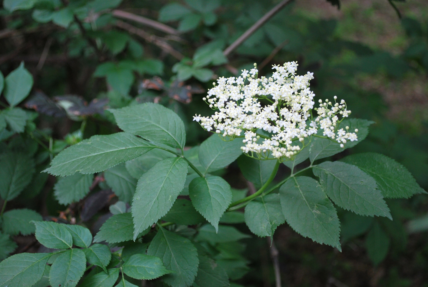 Изображение особи Sambucus nigra.