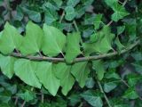 Hedera helix