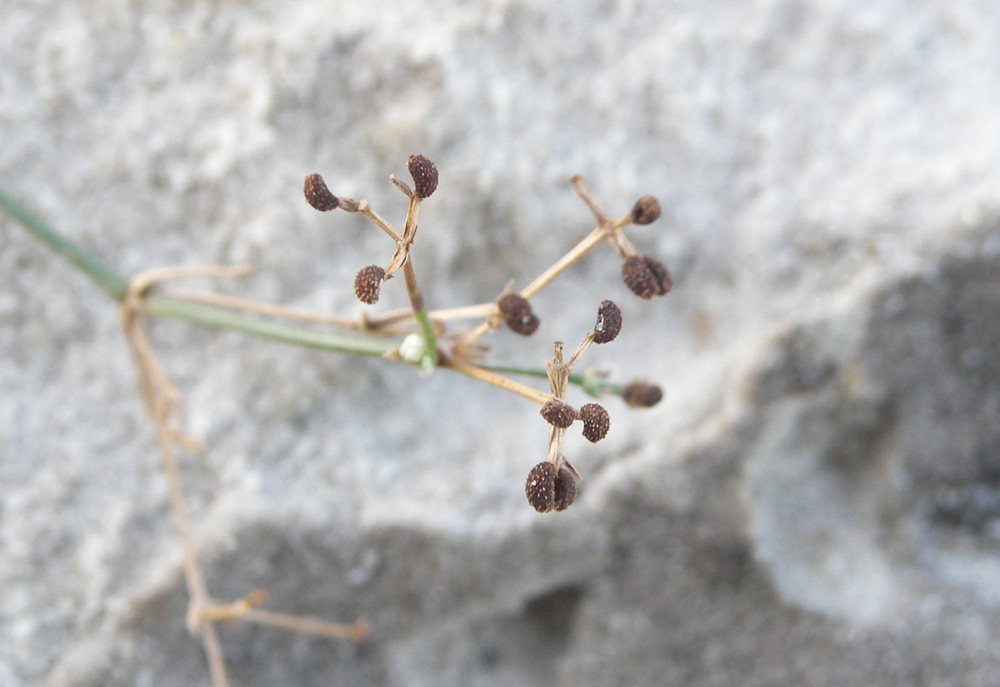 Изображение особи род Asperula.