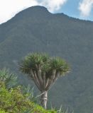 Dracaena draco. Дикорастущее растение на крутом приморском склоне. Испания, Канарские острова, Тенерифе, горный массив Анага, окрестности посёлка Taganana. 8 марта 2008 г.