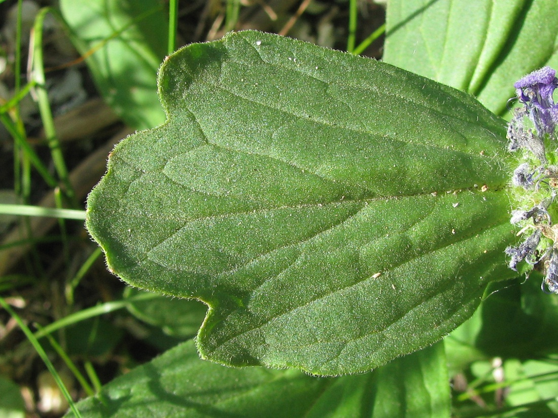 Image of Ajuga genevensis specimen.