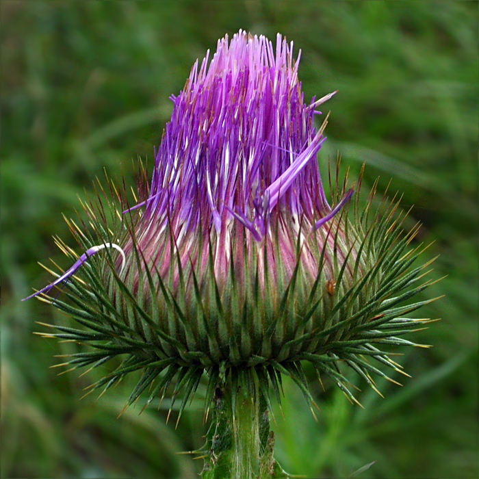 Image of Onopordum acanthium specimen.