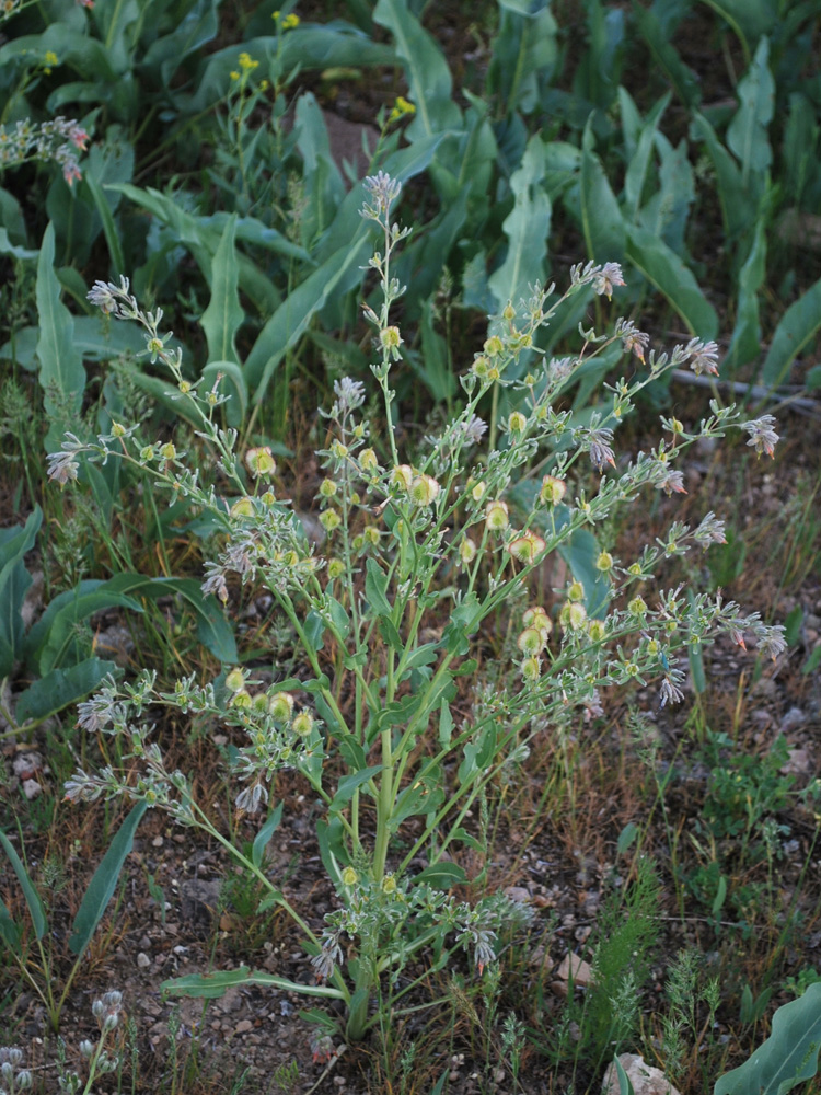 Изображение особи Rindera austroechinata.