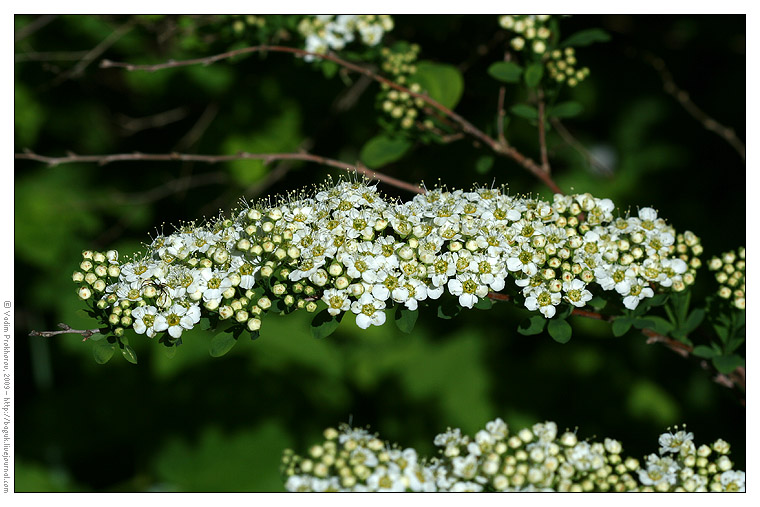 Изображение особи Spiraea media.