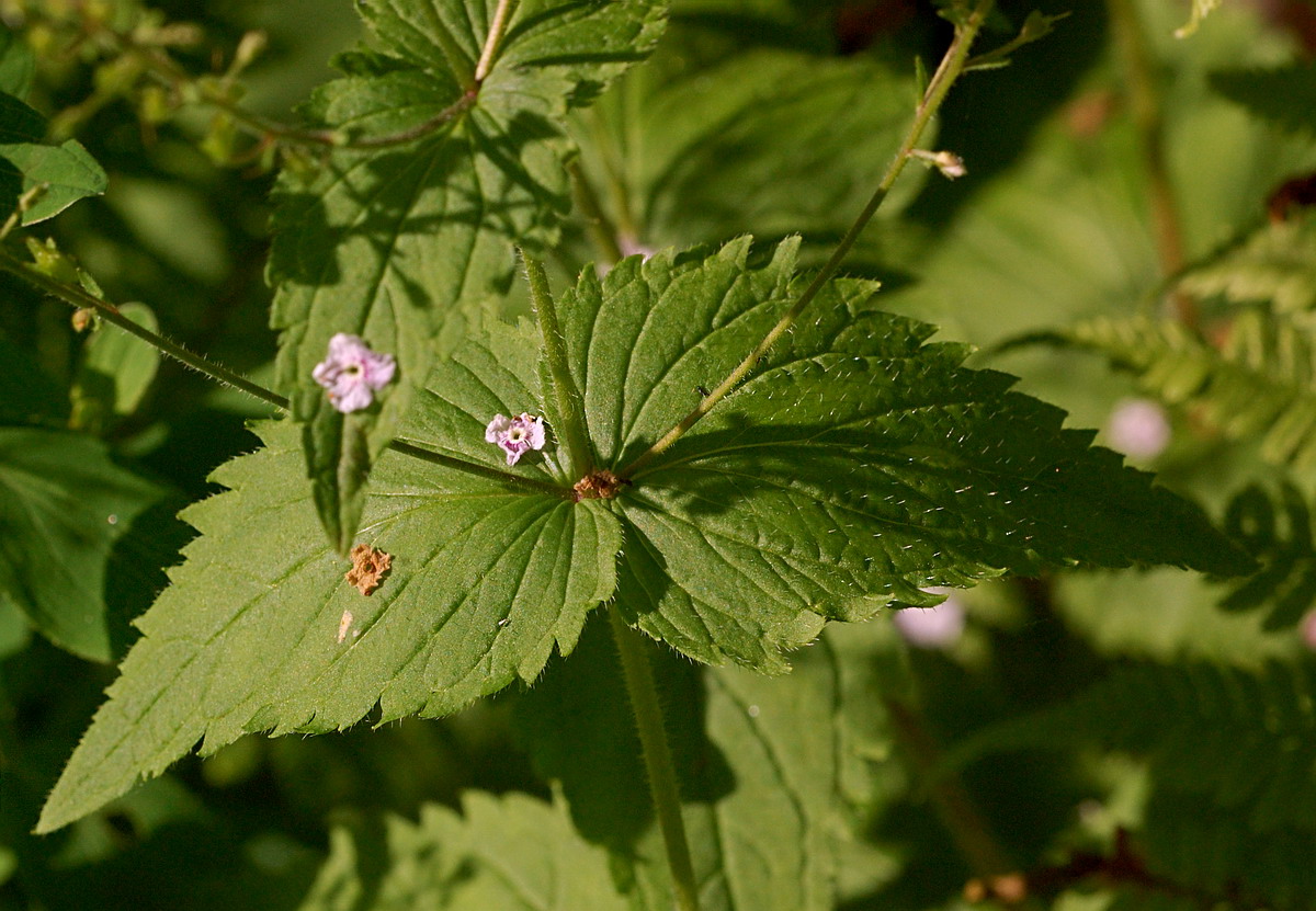 Image of Veronica urticifolia specimen.