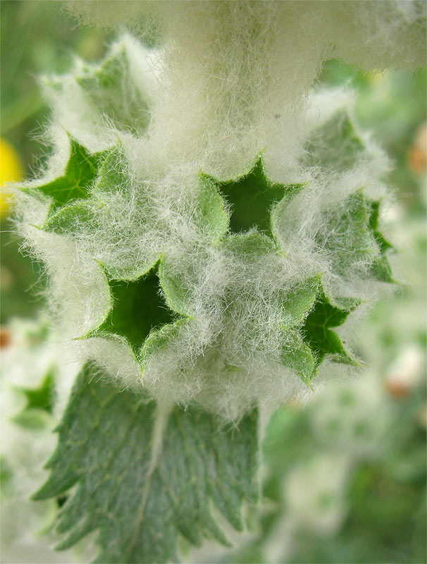 Image of Phlomoides laciniata specimen.