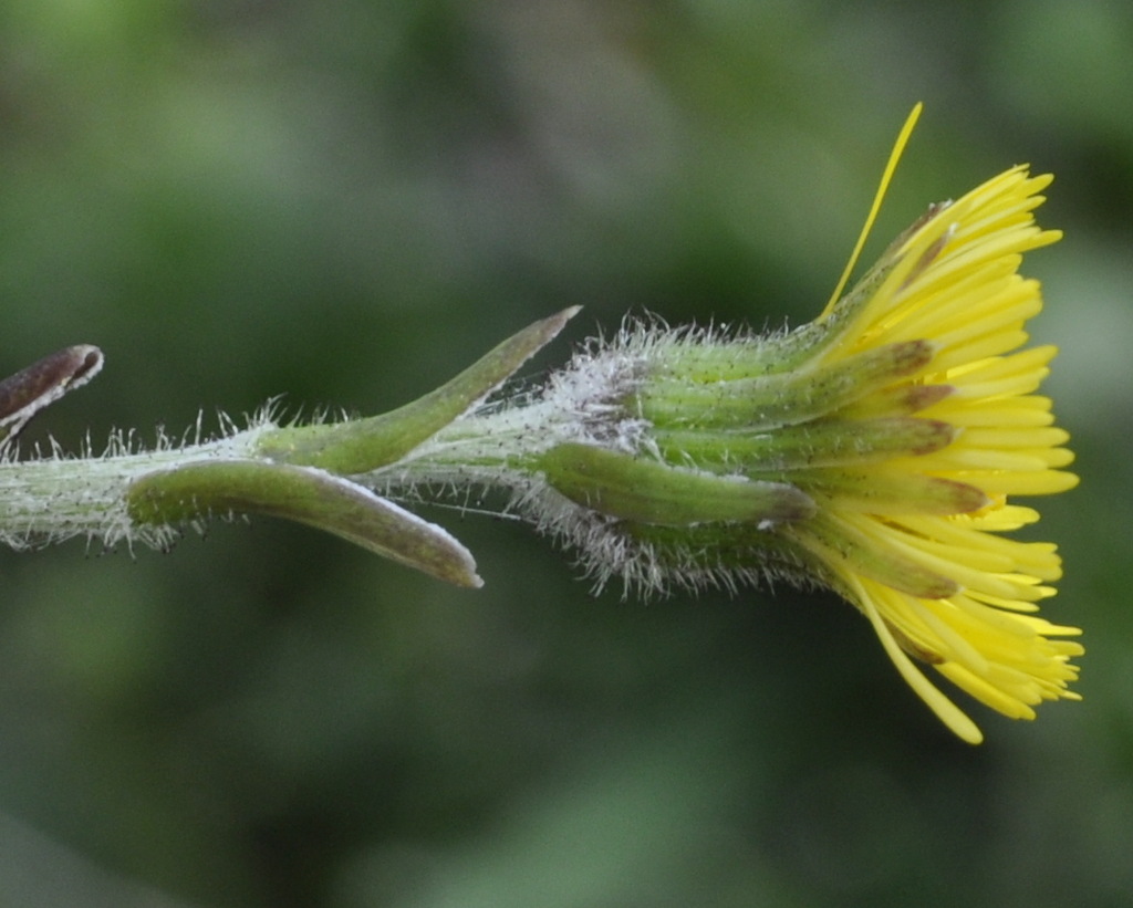 Изображение особи Tussilago farfara.