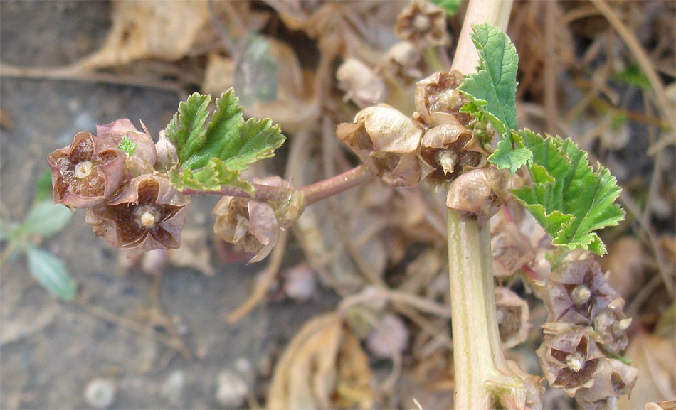 Изображение особи Malva parviflora.