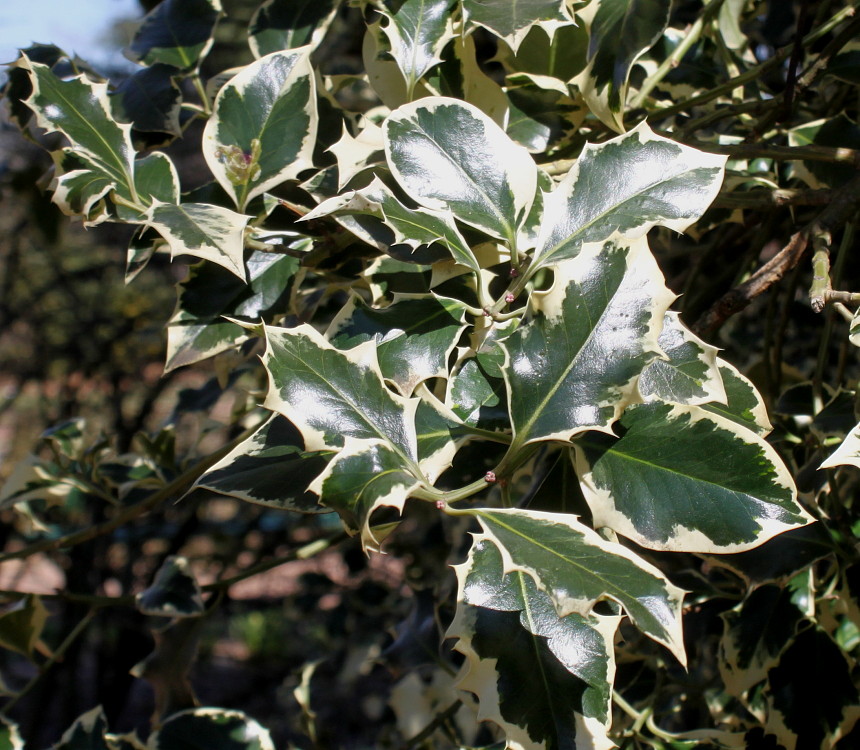 Изображение особи Ilex aquifolium.