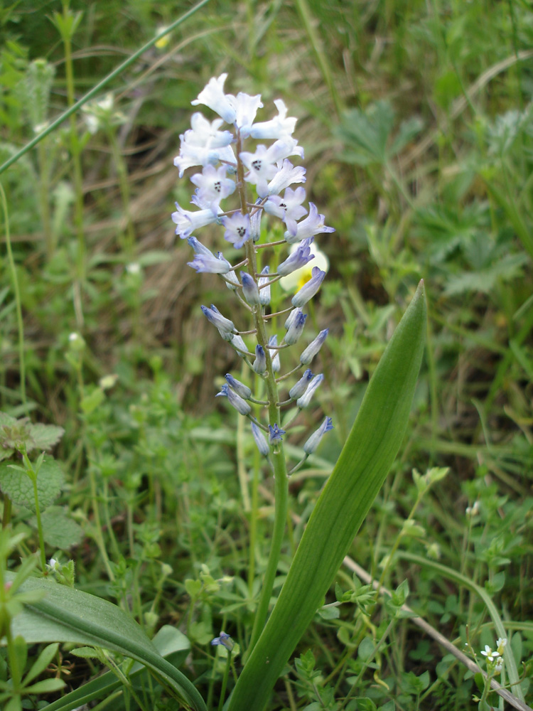 Image of Hyacinthella leucophaea specimen.