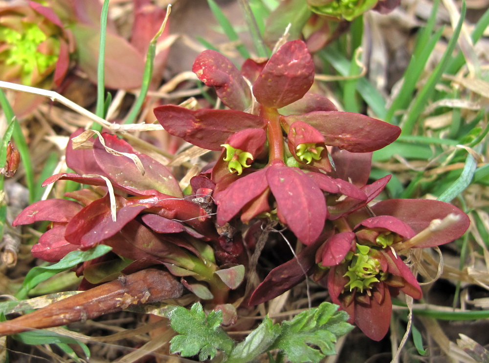 Image of Euphorbia savaryi specimen.