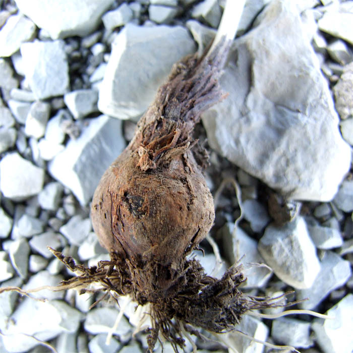Image of Tulipa australis specimen.