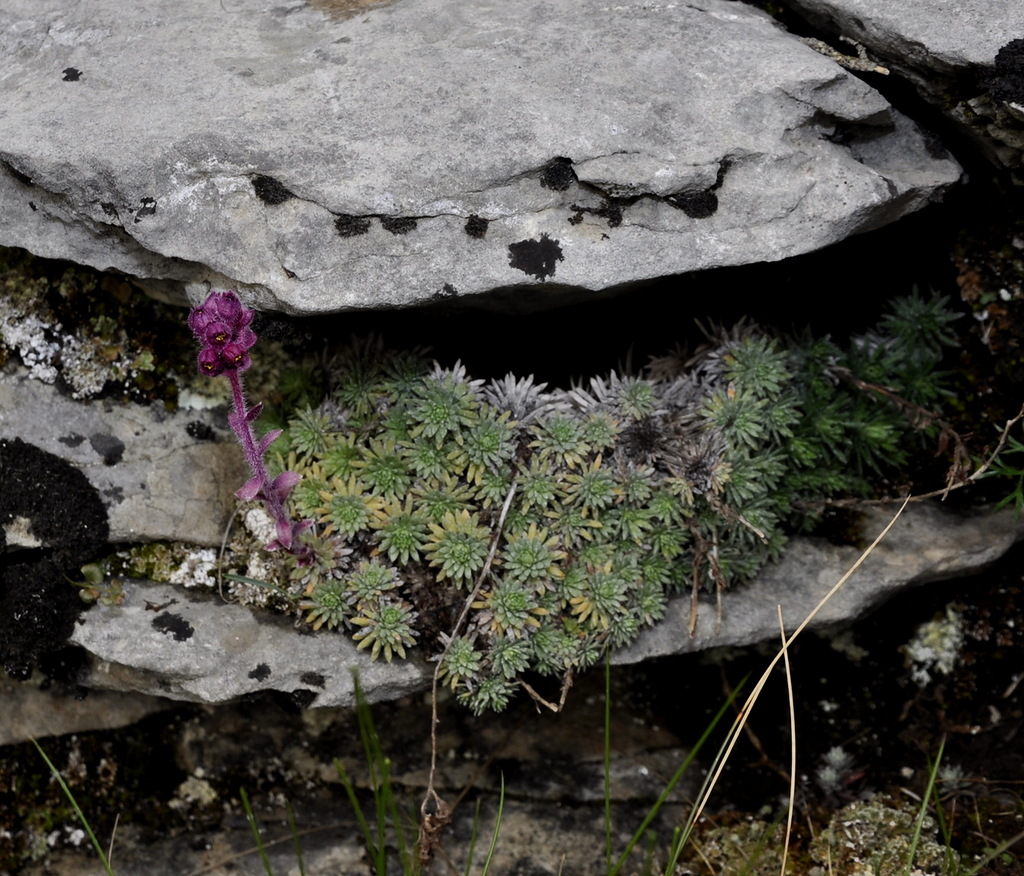 Изображение особи Saxifraga sempervivum.