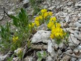 Chamaecytisus wulffii. Цветущее растение на каменистом склоне. Крым, Ялта, Таракташская тропа. 29.05.2009.
