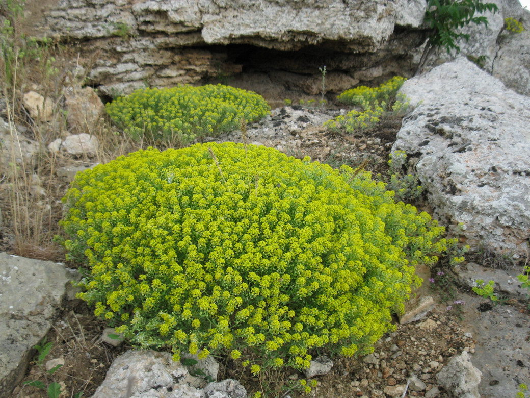 Image of Odontarrhena tortuosa specimen.