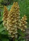 Orobanche grossheimii. Соцветия. Карачаево-Черкесия, Теберда, гора Лысая. 29.05.2013.