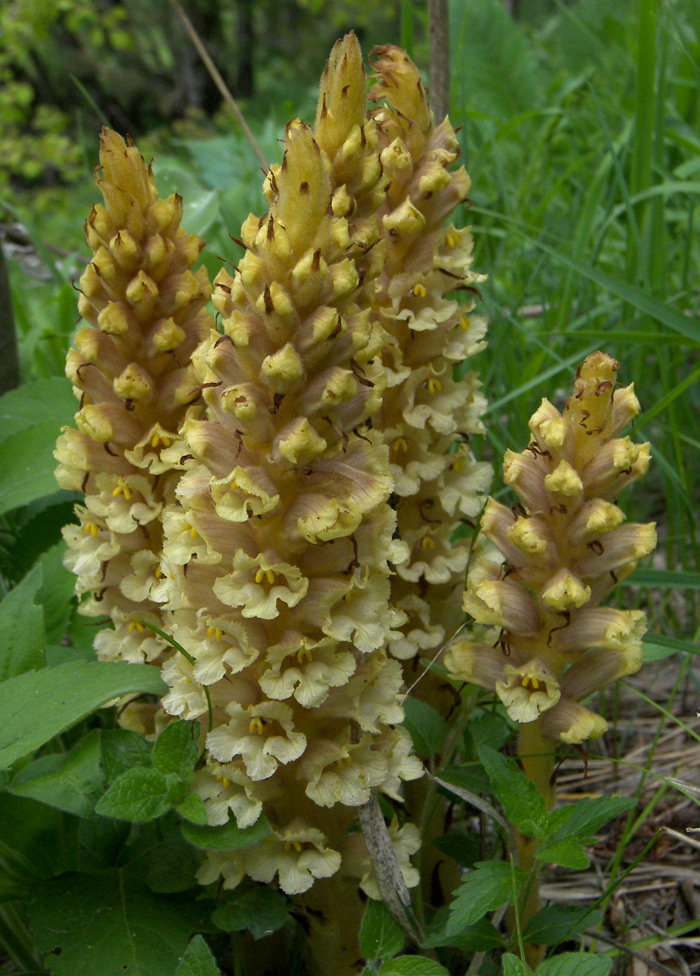 Image of Orobanche grossheimii specimen.