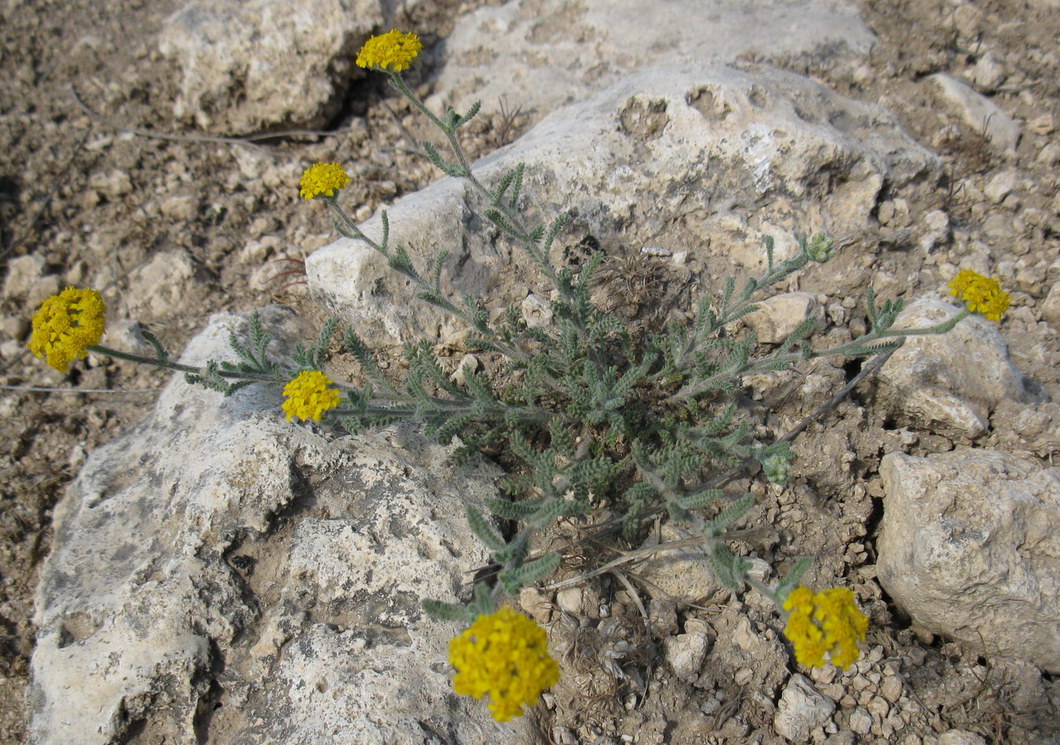 Image of Achillea taurica specimen.