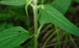 Prunella vulgaris. Часть побега. Украина, г. Запорожье, посадка возле оз. Кушугум. 09.06.2013.