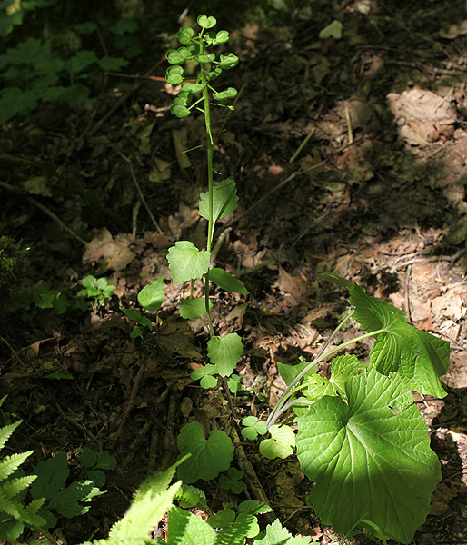 Изображение особи Pachyphragma macrophyllum.