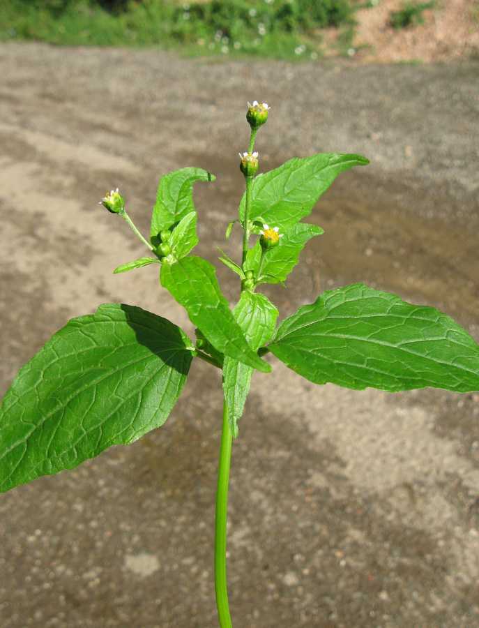 Image of Galinsoga parviflora specimen.